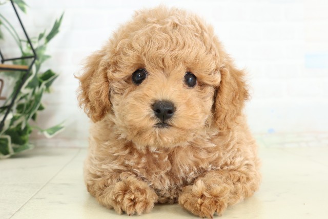 福岡県のトイプードル(トイ) (Coo&RIKU行橋店/2026年5月5日生まれ/女の子/アプリコット)の子犬の1枚目の画像