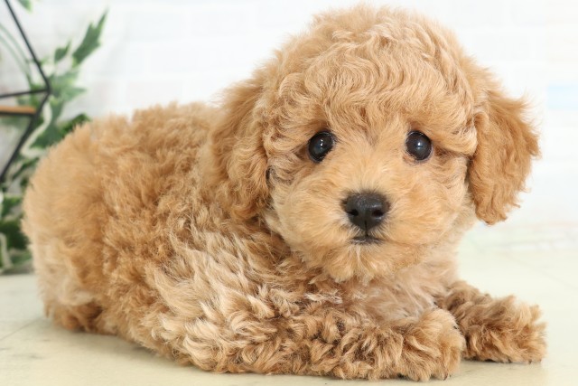 福岡県のトイプードル(トイ) (Coo&RIKU行橋店/2026年5月5日生まれ/女の子/アプリコット)の子犬の2枚目の画像