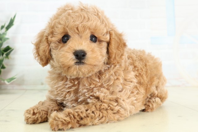 福岡県のトイプードル(トイ) (Coo&RIKU行橋店/2026年5月5日生まれ/女の子/アプリコット)の子犬の3枚目の画像