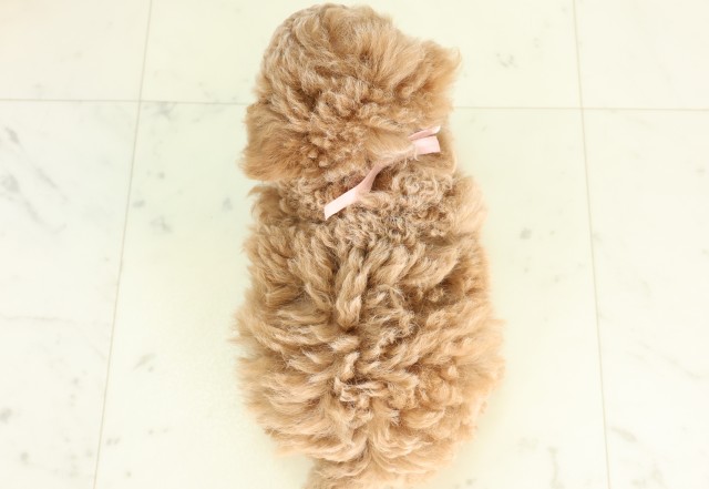 福岡県のトイプードル(トイ) (Coo&RIKU行橋店/2026年5月5日生まれ/女の子/アプリコット)の子犬の4枚目の画像