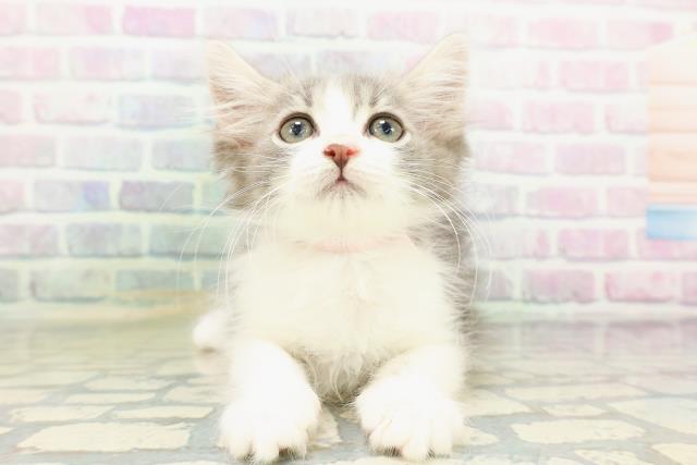 ノルウェージャン・フォレストキャット