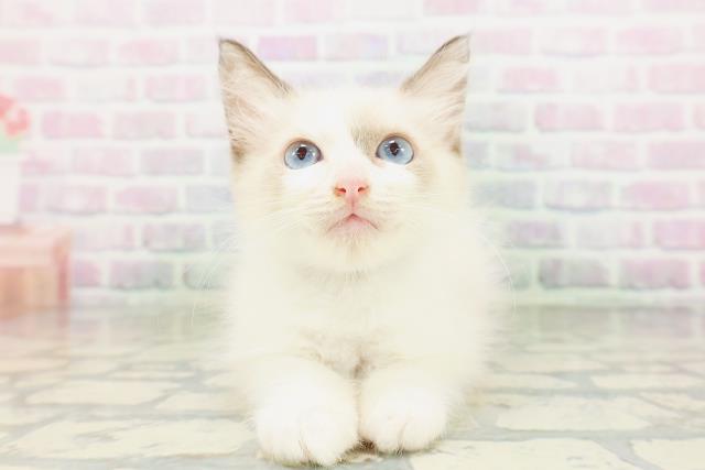 栃木県のラグドール (Coo&RIKU足利店/2026年4月26日生まれ/男の子/シールポイントバイカラー)の子猫の1枚目の画像