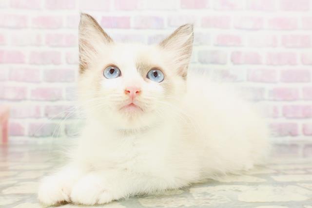 栃木県のラグドール (Coo&RIKU足利店/2026年4月26日生まれ/男の子/シールポイントバイカラー)の子猫の2枚目の画像