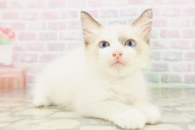 栃木県のラグドール (Coo&RIKU足利店/2026年4月26日生まれ/男の子/シールポイントバイカラー)の子猫の3枚目の画像