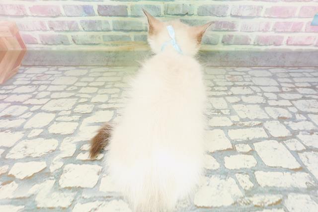 栃木県のラグドール (Coo&RIKU足利店/2026年4月26日生まれ/男の子/シールポイントバイカラー)の子猫の4枚目の画像