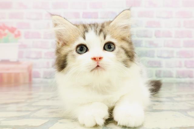 東京都のラガマフィン (Coo&RIKU練馬店/2026年4月26日生まれ/女の子/ブラウンタビーホワイト)の子猫