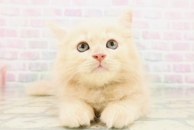 群馬県のラガマフィン (Coo&RIKU伊勢崎店/2026年4月26日生まれ/男の子/クリームタビー)の子猫の1枚目の画像