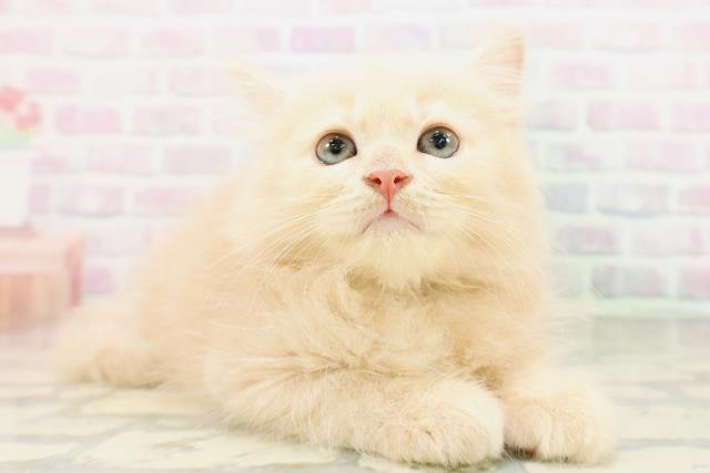 群馬県のラガマフィン (Coo&RIKU伊勢崎店/2026年4月26日生まれ/男の子/クリームタビー)の子猫の3枚目の画像