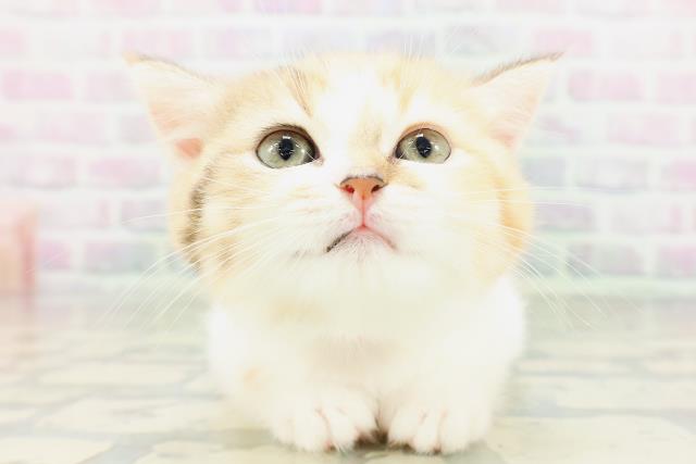 東京都のミヌエット (Coo&RIKU赤坂店/2026年5月2日生まれ/女の子/キャリコ)の子猫の1枚目の画像