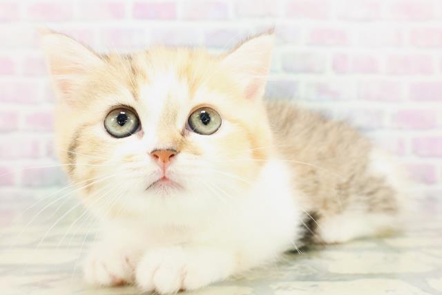東京都のミヌエット (Coo&RIKU赤坂店/2026年5月2日生まれ/女の子/キャリコ)の子猫の2枚目の画像