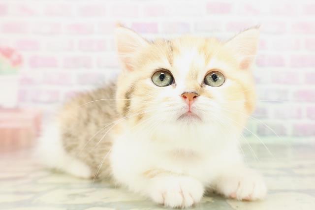 東京都のミヌエット (Coo&RIKU赤坂店/2026年5月2日生まれ/女の子/キャリコ)の子猫の3枚目の画像