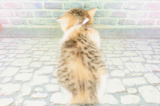 東京都のミヌエット (Coo&RIKU赤坂店/2026年5月2日生まれ/女の子/キャリコ)の子猫の4枚目の画像