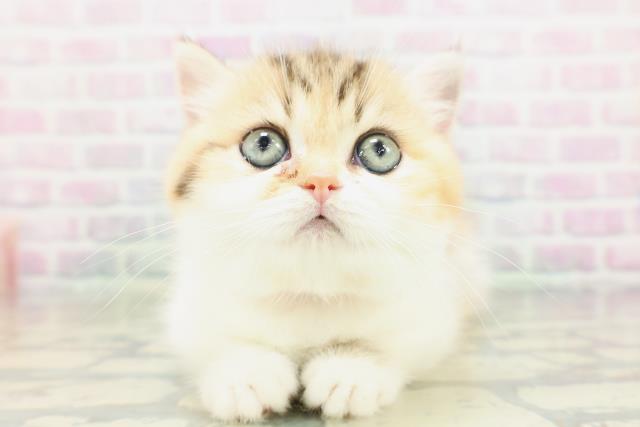 東京都のミヌエット (Coo&RIKU赤坂店/2026年5月2日生まれ/女の子/キャリコ)の子猫の1枚目の画像