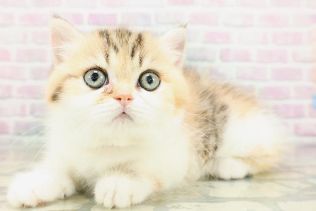 東京都のミヌエット (Coo&RIKU赤坂店/2026年5月2日生まれ/女の子/キャリコ)の子猫の2枚目の画像