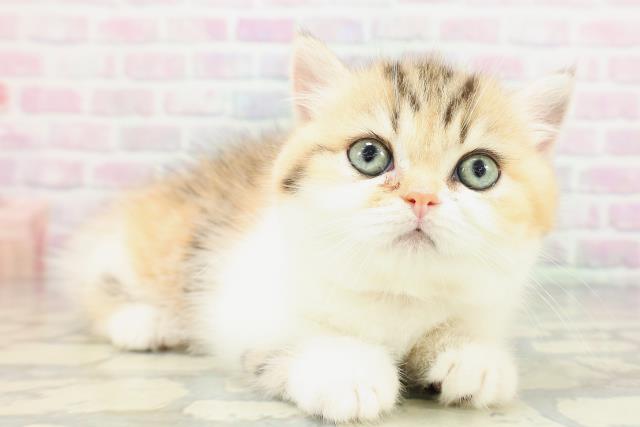 東京都のミヌエット (Coo&RIKU赤坂店/2026年5月2日生まれ/女の子/キャリコ)の子猫の3枚目の画像