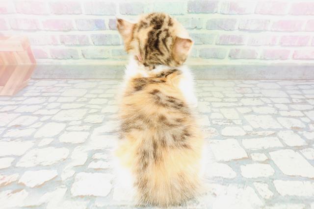 東京都のミヌエット (Coo&RIKU赤坂店/2026年5月2日生まれ/女の子/キャリコ)の子猫の4枚目の画像