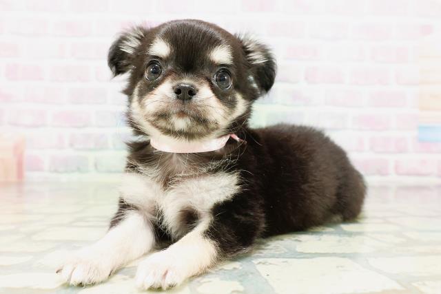 神奈川県のチワワ(ロング) (Coo&RIKU秦野店/2026年5月6日生まれ/女の子/ブラックタンホワイト)の子犬の2枚目の画像