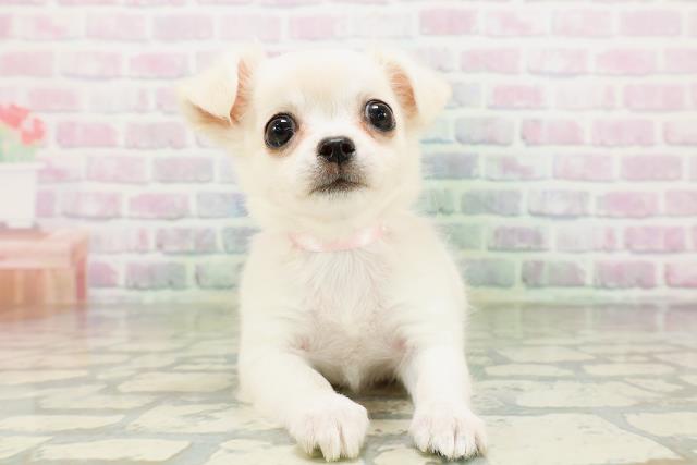 神奈川県のチワワ(ロング) (Coo&RIKU江の島店/2026年5月6日生まれ/女の子/クリームホワイト)の子犬の1枚目の画像
