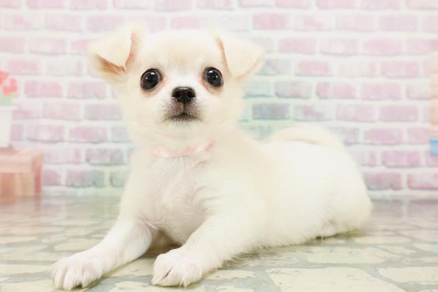 神奈川県のチワワ(ロング) (Coo&RIKU江の島店/2026年5月6日生まれ/女の子/クリームホワイト)の子犬の2枚目の画像