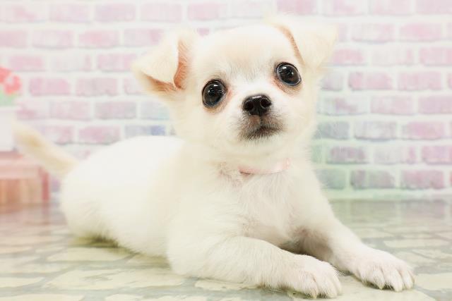神奈川県のチワワ(ロング) (Coo&RIKU江の島店/2026年5月6日生まれ/女の子/クリームホワイト)の子犬の3枚目の画像