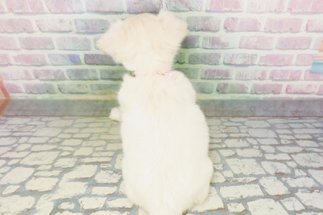 神奈川県のチワワ(ロング) (Coo&RIKU江の島店/2026年5月6日生まれ/女の子/クリームホワイト)の子犬の4枚目の画像