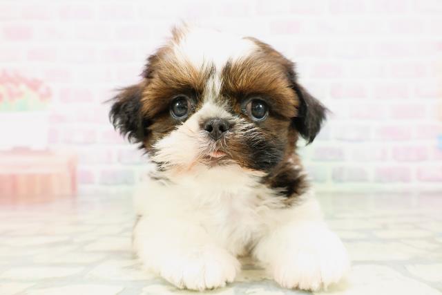 群馬県のシーズー (Coo&RIKU伊勢崎店/2026年5月6日生まれ/男の子/ホワイトゴールド)の子犬の1枚目の画像