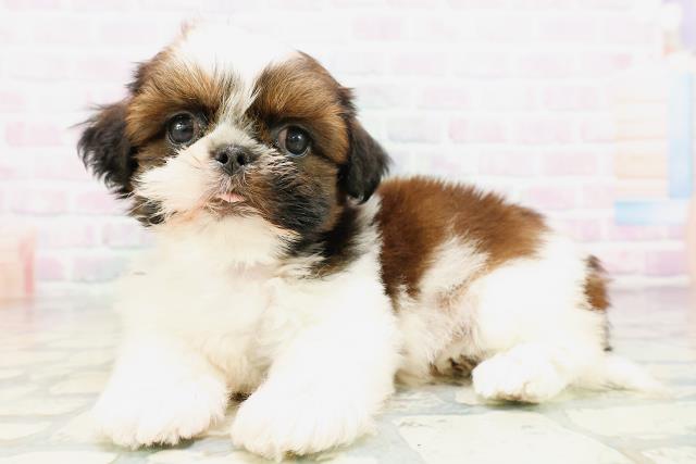 群馬県のシーズー (Coo&RIKU伊勢崎店/2026年5月6日生まれ/男の子/ホワイトゴールド)の子犬の2枚目の画像