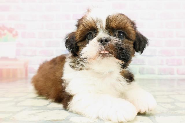 群馬県のシーズー (Coo&RIKU伊勢崎店/2026年5月6日生まれ/男の子/ホワイトゴールド)の子犬の3枚目の画像