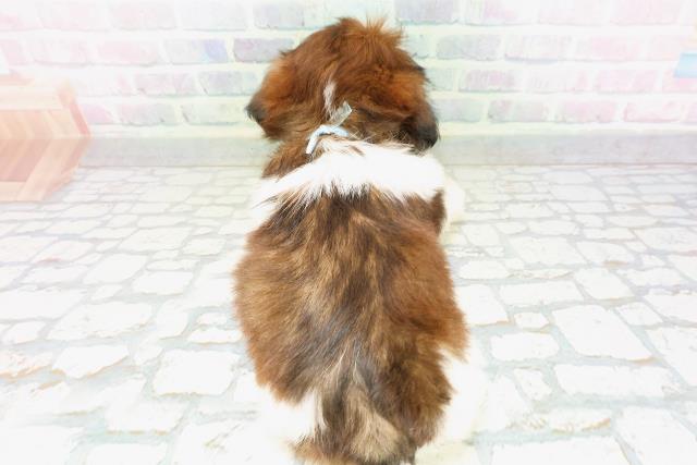 群馬県のシーズー (Coo&RIKU伊勢崎店/2026年5月6日生まれ/男の子/ホワイトゴールド)の子犬の4枚目の画像