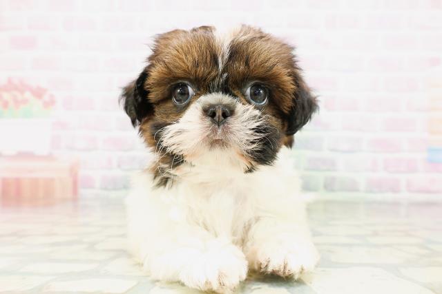 神奈川県のシーズー (Coo&RIKU横須賀店/2026年5月6日生まれ/女の子/ホワイトゴールド)の子犬の1枚目の画像