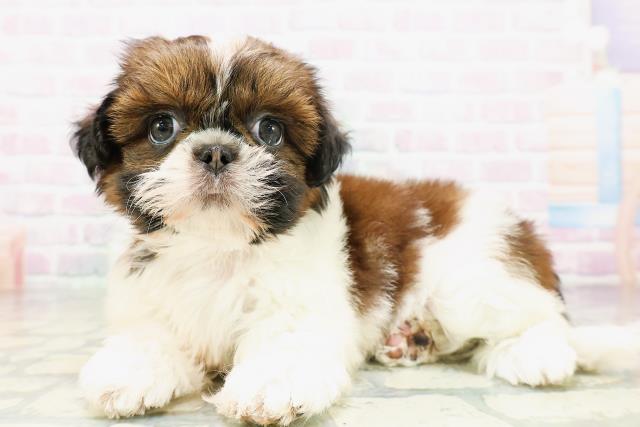 神奈川県のシーズー (Coo&RIKU横須賀店/2026年5月6日生まれ/女の子/ホワイトゴールド)の子犬の2枚目の画像