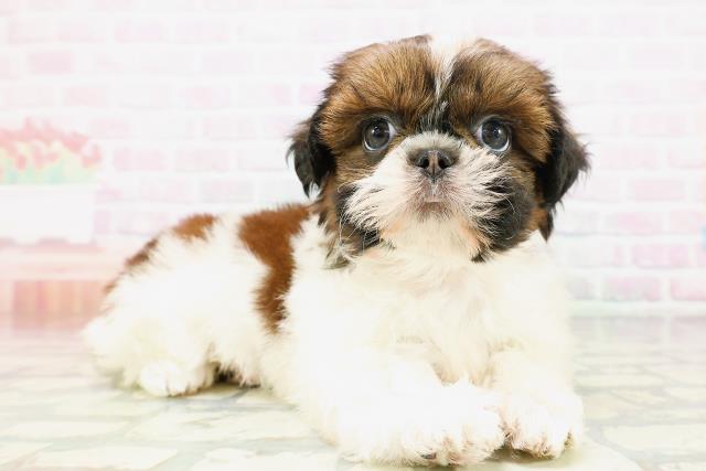 神奈川県のシーズー (Coo&RIKU横須賀店/2026年5月6日生まれ/女の子/ホワイトゴールド)の子犬の3枚目の画像