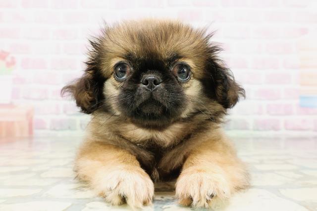 茨城県のペキニーズ (Coo&RIKU日立店/2026年4月20日生まれ/男の子/フォーン)の子犬の1枚目の画像