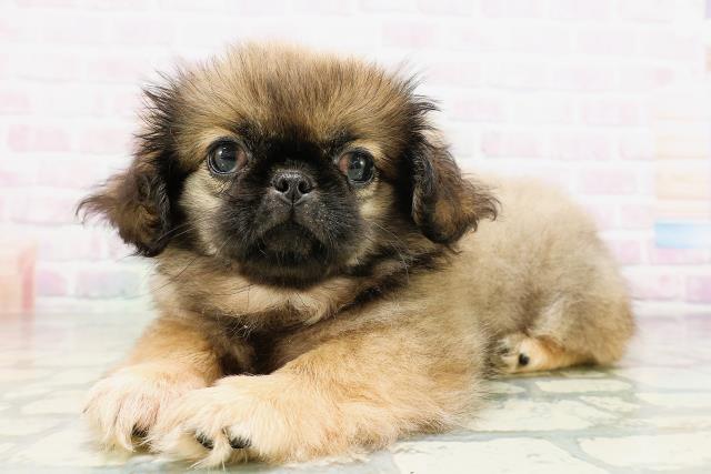 茨城県のペキニーズ (Coo&RIKU日立店/2026年4月20日生まれ/男の子/フォーン)の子犬の2枚目の画像