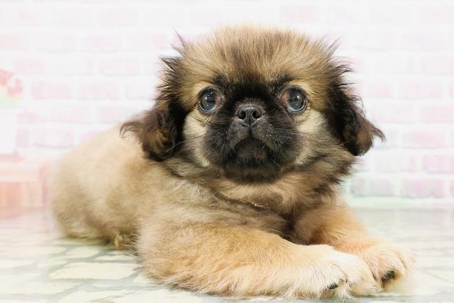 茨城県のペキニーズ (Coo&RIKU日立店/2026年4月20日生まれ/男の子/フォーン)の子犬の3枚目の画像
