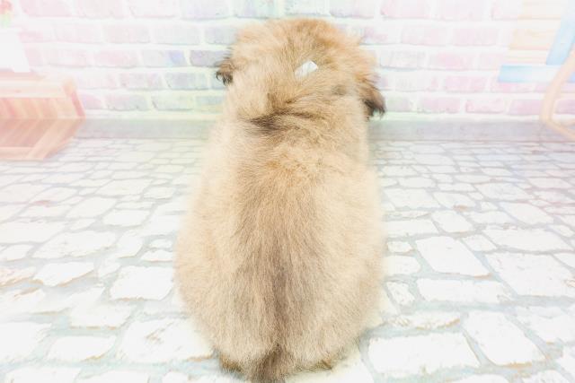 茨城県のペキニーズ (Coo&RIKU日立店/2026年4月20日生まれ/男の子/フォーン)の子犬の4枚目の画像