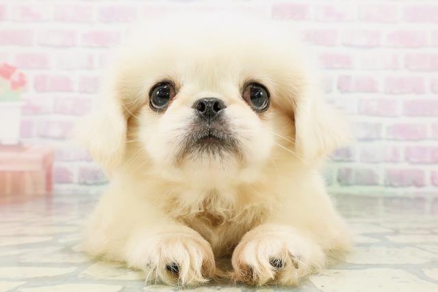 茨城県のペキニーズ (Coo&RIKU筑西店/2026年4月20日生まれ/男の子/ホワイト)の子犬の1枚目の画像