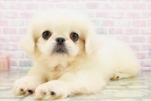茨城県のペキニーズ (Coo&RIKU筑西店/2026年4月20日生まれ/男の子/ホワイト)の子犬の2枚目の画像