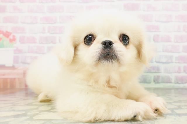 茨城県のペキニーズ (Coo&RIKU筑西店/2026年4月20日生まれ/男の子/ホワイト)の子犬の3枚目の画像