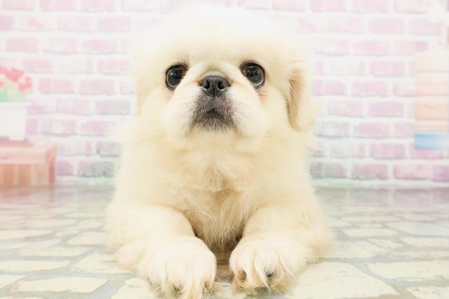 群馬県のペキニーズ (Coo&RIKU高崎店/2026年4月20日生まれ/女の子/ホワイト)の子犬の1枚目の画像