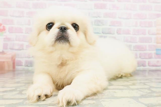 群馬県のペキニーズ (Coo&RIKU高崎店/2026年4月20日生まれ/女の子/ホワイト)の子犬の2枚目の画像