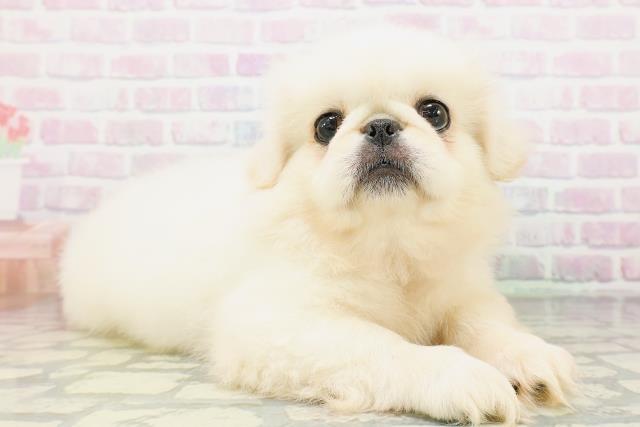群馬県のペキニーズ (Coo&RIKU高崎店/2026年4月20日生まれ/女の子/ホワイト)の子犬の3枚目の画像