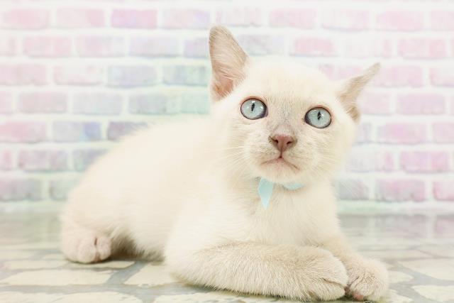 神奈川県のトンキニーズ (Coo&RIKU江の島店/2026年5月5日生まれ/男の子/ブルーポイント)の子猫の3枚目の画像