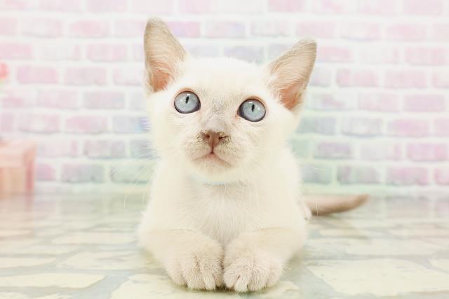 茨城県のトンキニーズ (Coo&RIKU筑西店/2026年5月5日生まれ/男の子/ブルーポイント)の子猫の1枚目の画像