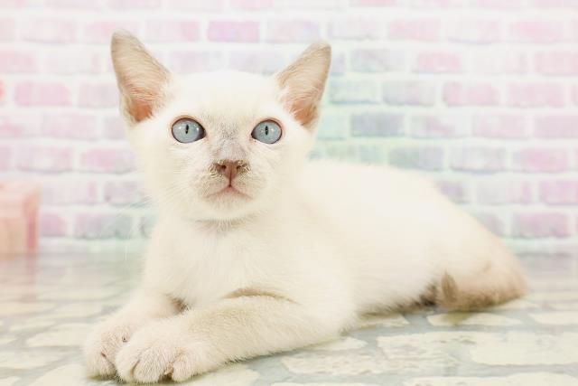 茨城県のトンキニーズ (Coo&RIKU筑西店/2026年5月5日生まれ/男の子/ブルーポイント)の子猫の2枚目の画像