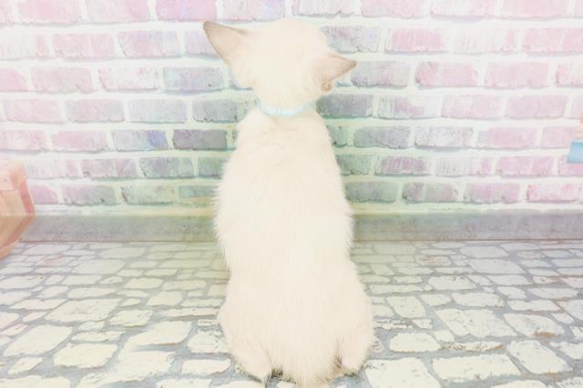 茨城県のトンキニーズ (Coo&RIKU筑西店/2026年5月5日生まれ/男の子/ブルーポイント)の子猫の4枚目の画像