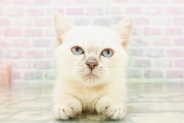 神奈川県のミヌエット (Coo&RIKU秦野店/2026年4月19日生まれ/女の子/シールリンクスポイント)の子猫の1枚目の画像