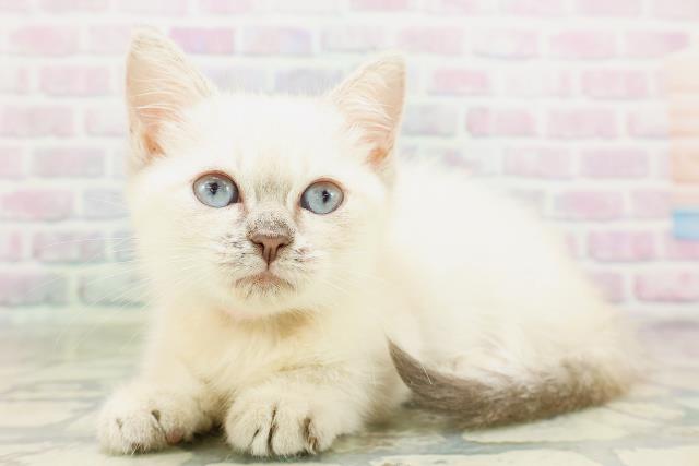 神奈川県のミヌエット (Coo&RIKU秦野店/2026年4月19日生まれ/女の子/シールリンクスポイント)の子猫の2枚目の画像