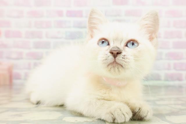 神奈川県のミヌエット (Coo&RIKU秦野店/2026年4月19日生まれ/女の子/シールリンクスポイント)の子猫の3枚目の画像