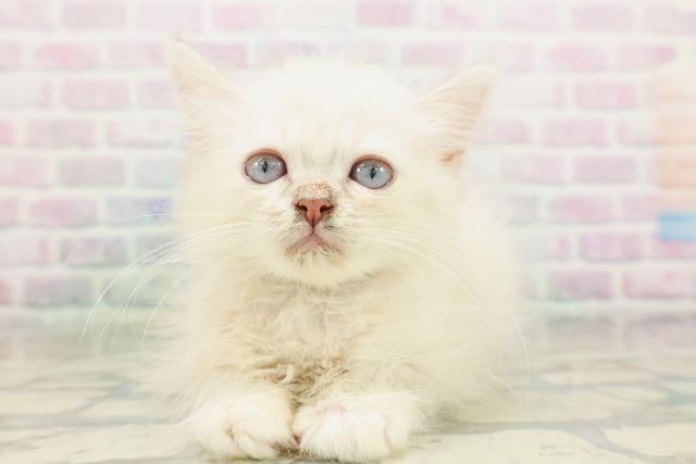 茨城県のミヌエット (Coo&RIKU筑西店/2026年4月19日生まれ/男の子/シールリンクスポイント)の子猫の1枚目の画像